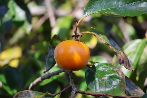 オレンジ色の柿の実のなる木の枝のアップ オレンジ色,柿,実の写真素材