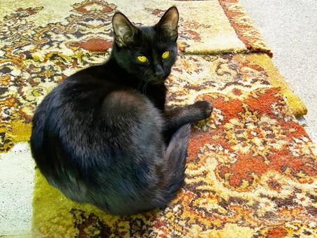 少し大きくなった黒猫 ノラ猫,黒猫,ネコの写真素材