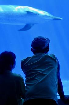 水族館でイルカを見る親子 水族館でイルカを見る親子 子ども,子供,親子の写真素材