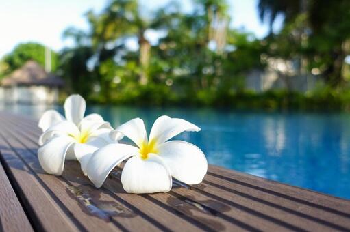 プールサイドに置かれた白いプルメリア プルメリア,プールサイド,リゾートの写真素材
