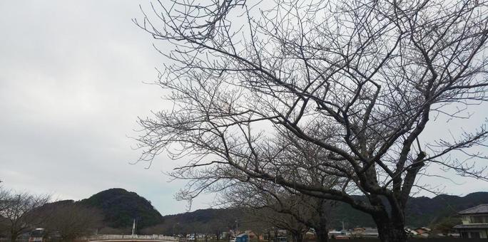 樹木-福岡県 久山町 樹木-福岡県 久山町の写真