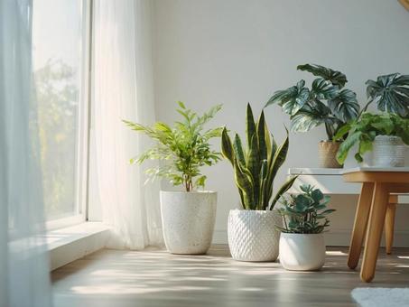 リビングと気持ちのいい観葉植物 リビングと気持ちのいい観葉植物の写真