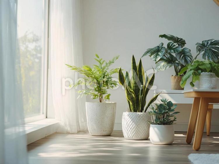 リビングと気持ちのいい観葉植物 観葉植物,インテリア,自然光の写真素材