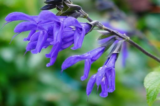 Photo, meadow sage, salvia, blue, 