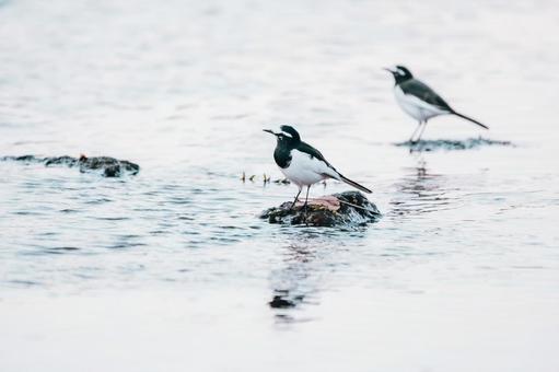 あそこに何かいるなあ セグロセキレイ,野鳥,鳥の写真素材