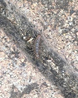 ゲジゲジ ゲジゲジ ゲジゲジ,ゲジ,害虫の写真素材