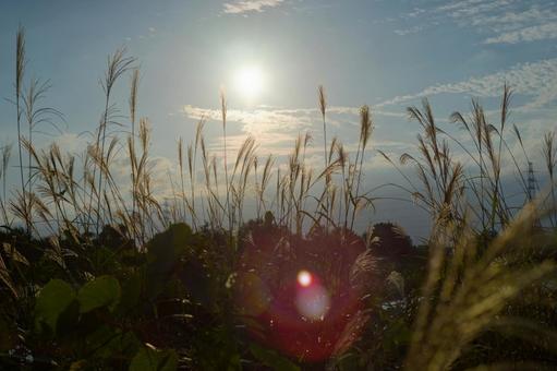 秋の空とススキの穂 ススキ,芒,薄の写真素材