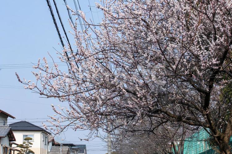 花　薄いピンク　さくら　桜 風景,空,春の写真素材