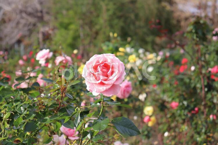 アメリカのピンクの薔薇、トーナメント・オブ・ローぜス 薔薇,トーナメント・オブ・ローぜス,ピンクの写真素材