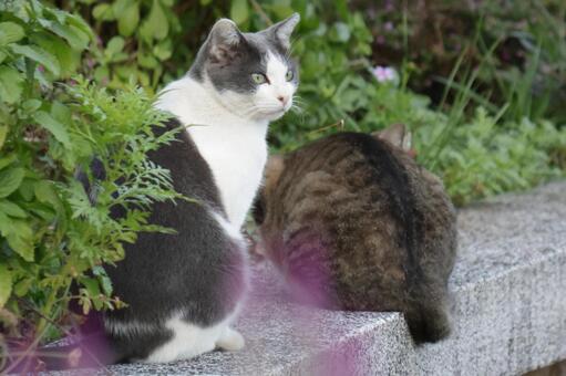 公園ネコ　沖縄県　那覇市 ネコ,キジトラ,公園の写真素材