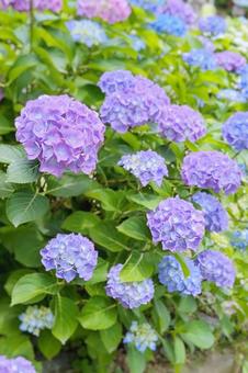 Photo, hydrangea, flower, purple, 