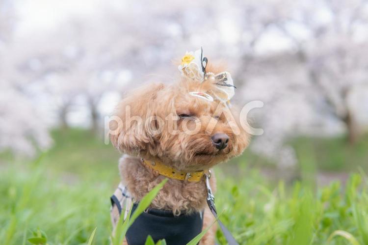 桜の中散歩するトイプードル トイプードル,春,桜の写真素材
