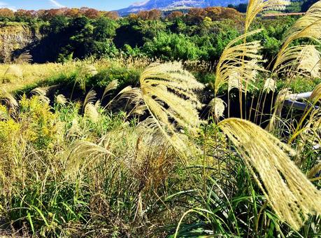 ススキ ススキ,秋,草原の写真素材