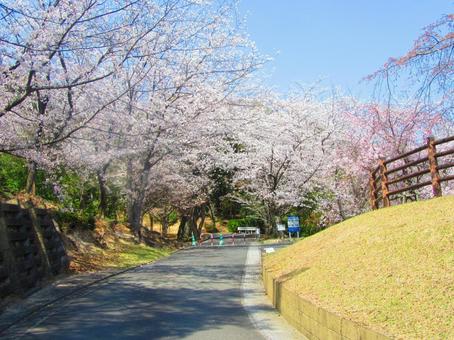 スポーツ公園の桜 スポーツ公園の桜 桜,池,自然の写真素材