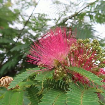 ネムノキ(合歓の木) ネムノキ(合歓の木) ネムノキ,合歓の木,花の写真素材