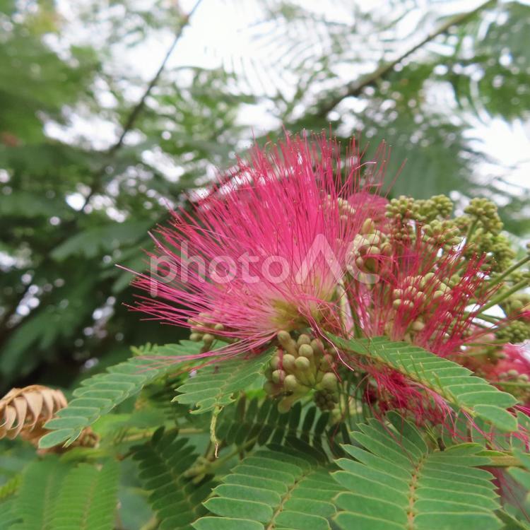 ネムノキ（合歓の木） ネムノキ,合歓の木,花の写真素材