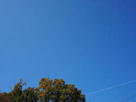 木と空 木と空の写真