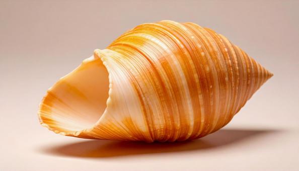 巻貝 巻貝の写真