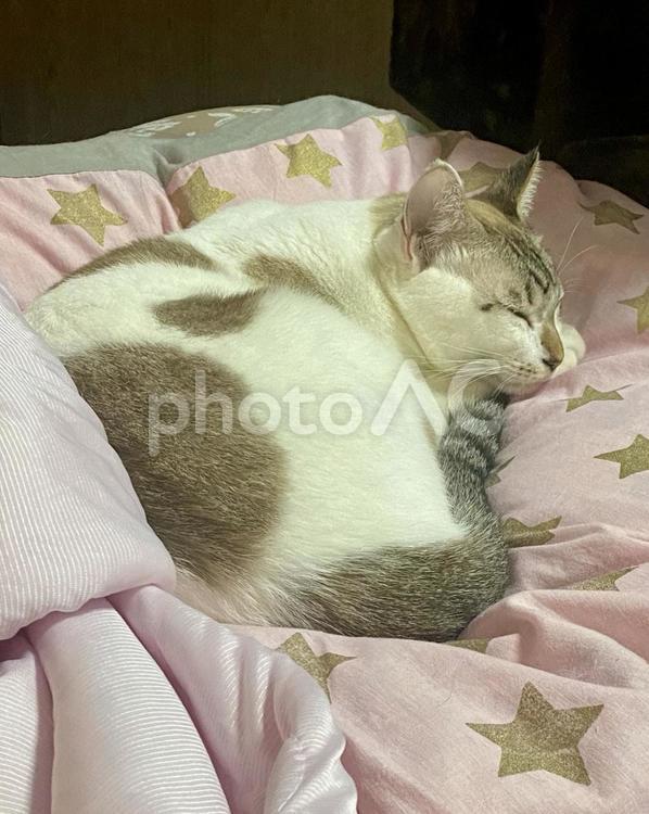 爆睡するシャムミックス猫様　縦画像 猫,シャムトラ,微睡むの写真素材