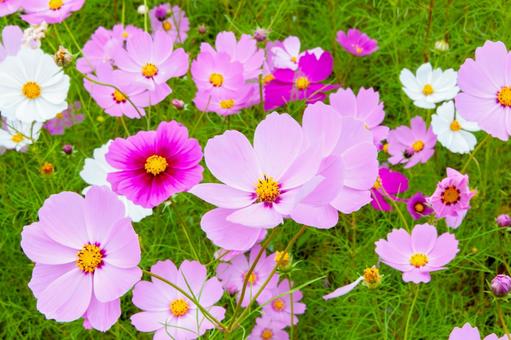 コスモス11 コスモス11 コスモス,花,秋桜の写真素材