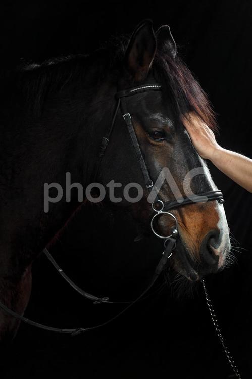 高級感のある背景に撫でられている茶色い馬 馬,馬の顔,アップの写真素材