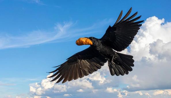 パンをくわえるカラス パンをくわえるカラスの写真