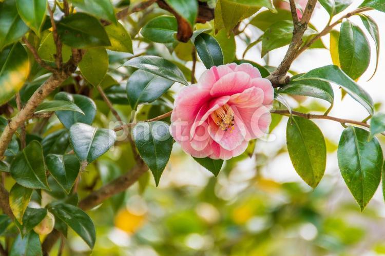 椿の美しさ 椿,花,植物の写真素材