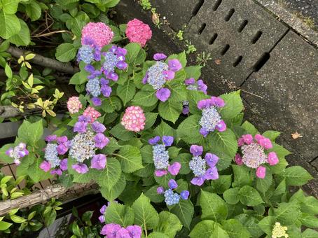アジサイ アジサイ 紫陽花,花,植物の写真素材