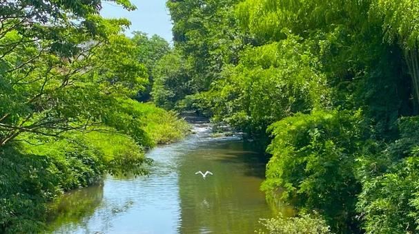 梯川(石川・小松) 梯川(石川・小松) 川,森,夏の写真素材