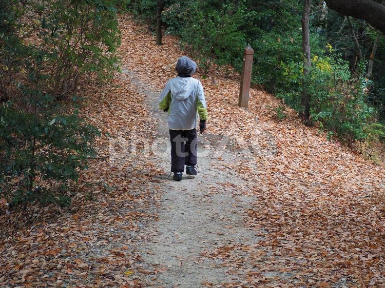 秋から冬の山散策する高齢女性の後ろ姿 後ろ姿,山歩き,低山登りの写真素材
