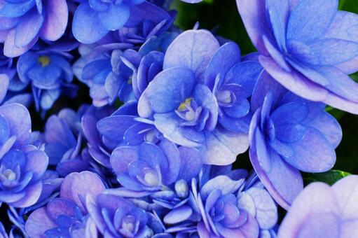 花の写真2 花の写真2の写真