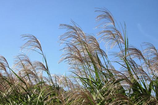 ススキ ススキ 植物,雑草,すすきの写真素材