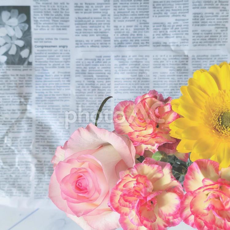 ガーベラカーネーション薔薇　英字新聞背景 ピンク,薔薇,カーネーションの写真素材