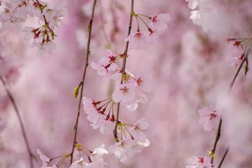 可憐な枝垂れ桜の花 可憐な枝垂れ桜の花 桜,枝垂れ桜,可憐の写真素材