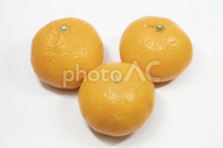 神宗みかん 神宗みかん,みかん,果物の写真素材