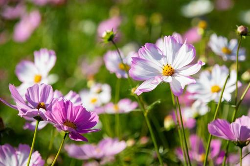 淡いピンクと白のコスモスが咲く花畑 淡いピンクと白のコスモスが咲く花畑の写真