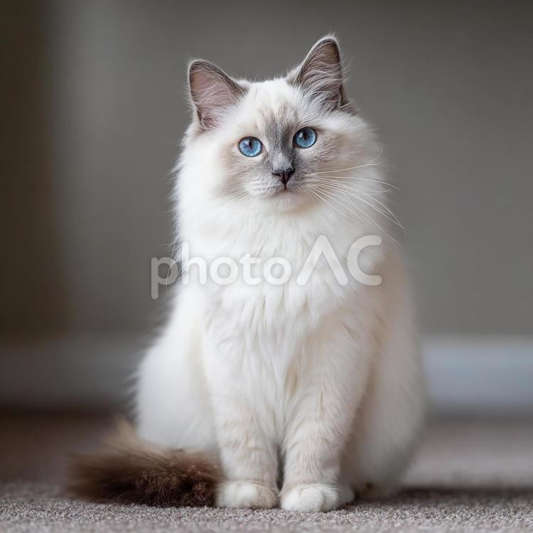 ふわふわの白いネコ 猫,ネコ,ねこの写真素材