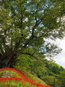群生の彼岸花と千年桜 群生の彼岸花と千年桜の写真