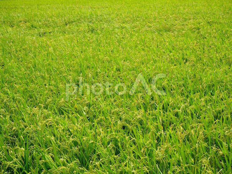 実り始めた稲穂の絨毯 稲穂,稲,米の写真素材