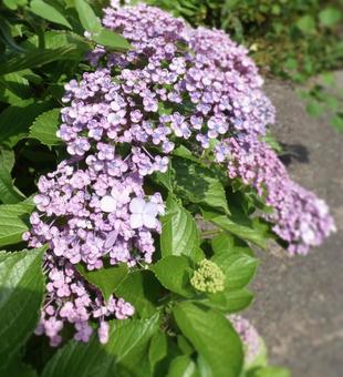 紫陽花005 紫陽花005の写真