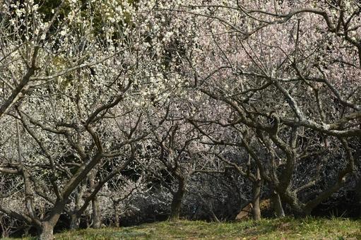 公園の梅の花 公園の梅の花の写真