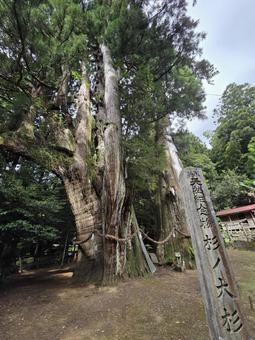 Photo, kochi prefecture, ootake-cho, fir, 