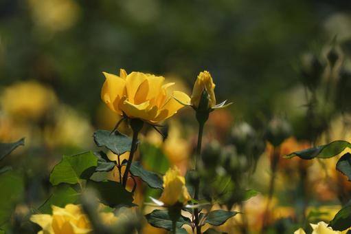 バラの花 バラの花の写真