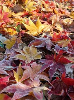 晩秋から初冬 もみじ,霜,紅葉の写真素材