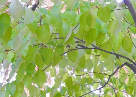 淡い緑の葉 葉,木の葉,木漏れ日の写真素材