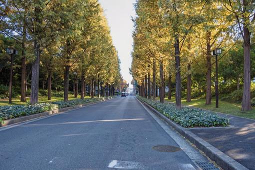 色づき始めた京都のメタセコイアの並木道 アケボノスギ,メタセコイア並木,針葉樹の写真素材