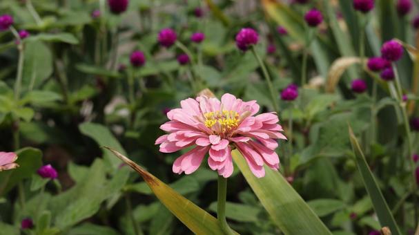 【花の名前】ジニア(百日草) 【花の名前】ジニア(百日草)の写真
