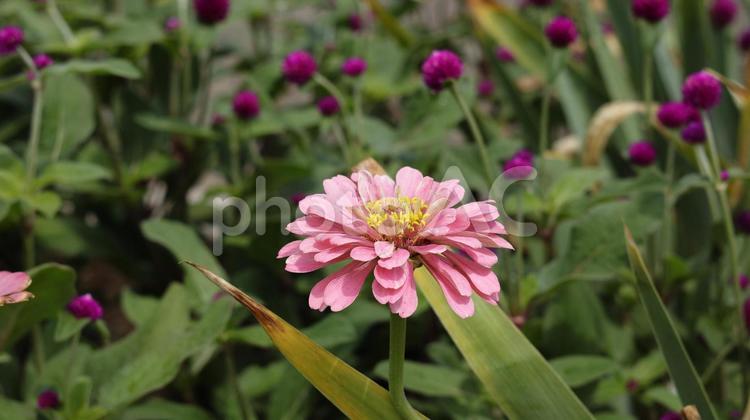 【花の名前】ジニア（百日草） 園芸,植物,花の写真素材