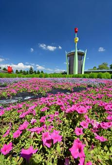 夏のチューリップ公園・コキア 夏のチューリップ公園・コキアの写真