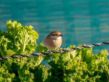 ロープにとまるモズ・百舌鳥 ロープにとまるモズ・百舌鳥の写真